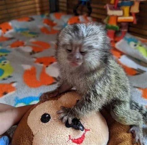 monos titi en venta|Se venden monos titi y animales exoticos en venta 